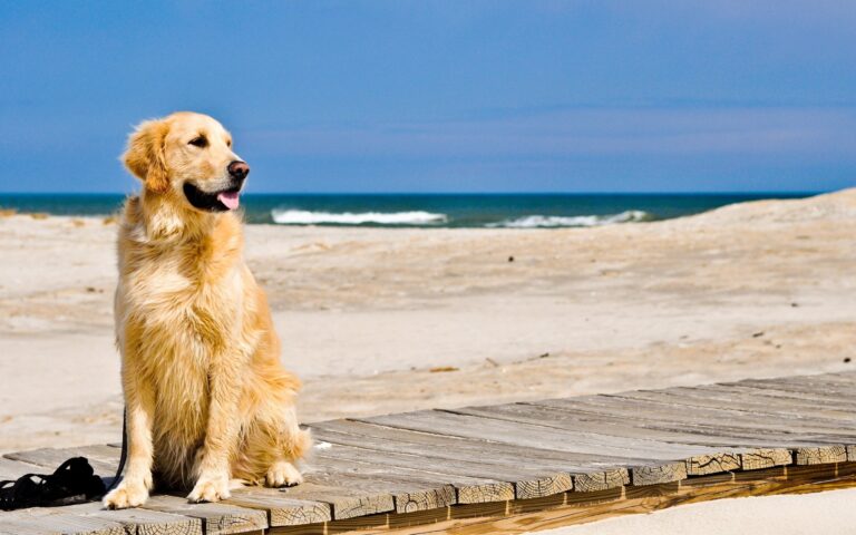 spiaggia-per-cani vacanze in Maremma