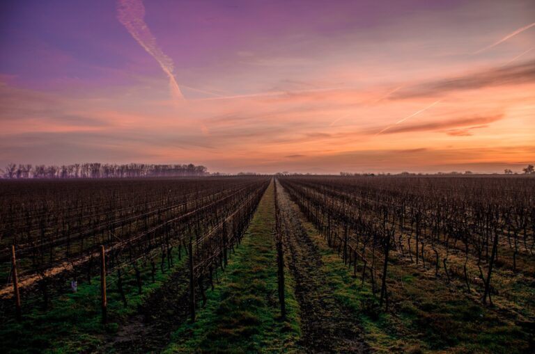 strade-del-vino vacanze in Maremma